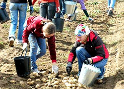4500 студентов Могилевщины отправят «на картошку»