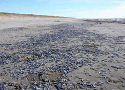 На литовском побережье – тонны дохлой рыбы (Фото)