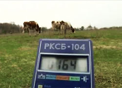В Ветковском районе коровы пасутся на «звенящем» от радиации лугу