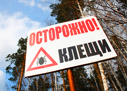 40 тысяч белорусов пострадали от укусов клещей