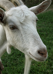 Академия наук объяснила слова «козел» и «вшивость»