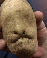 На полигоне в Минске вырастят картофель-мутант
