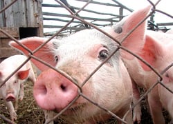 Mass pig slaughter near Minsk?