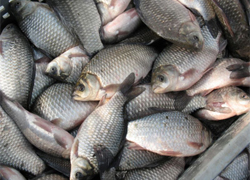 На Гродненщине - дефицит рыбы