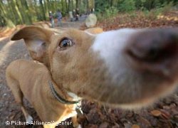 Собаку научили определять рак по запаху