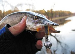 За вылов щуки – штраф до 1000 базовых