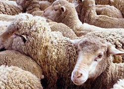Овцы — наше все