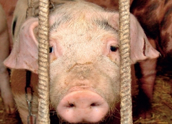 Мясо зараженных свиней пойдет на тушенку