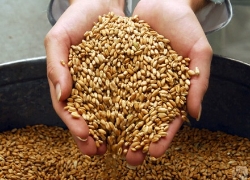 Украина ждет рекордного урожая зерна
