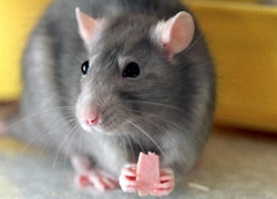 Ученые реабилитировали крыс