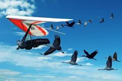 Путин летал со стаей журавлей, выращенных в неволе