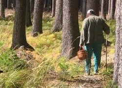 Заблукалага ў лесе пенсіянера знайшлі праз восем дзён