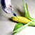 Расея забараніла ўвоз генетычна мадыфікаванай кукурузы