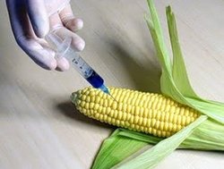 Расея забараніла ўвоз генетычна мадыфікаванай кукурузы
