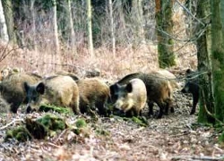 Ученые предлагают уничтожить всех диких кабанов в Беларуси