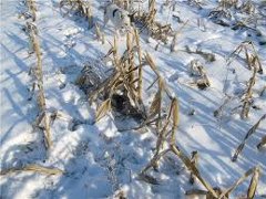 В Барановичском районе кукуруза стоит под снегом