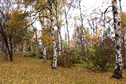 Суседзі: Палкоўніка КДБ Казака знайшлі забітым у лесе (Відэа)