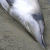 Сенсация с Тихого океана: опубликованы фото неуловимых китов