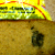 Фотофакт: минчанка обнаружила в хлебе гайку