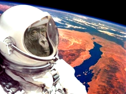 Иран запустит в космос обезьяну