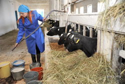 МВД занялось молочно-товарными фермами