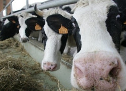 State Control Committee finds padded reports at collective farms in Homiel region