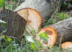 Минчан обманули: деревья в парке Горького вырублены