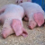 Secret disease has spread to pigs in Viciebsk