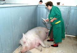 Секретная болезнь перекинулась на витебских свиней