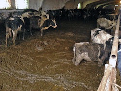 На молочно-товарные фермы «нарисуют» 1 миллиард долларов