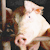 Минсельхозпрод: У свиней под Барановичами - «голубой аборт»