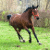 В Светлогорске взбесившаяся лошадь набросилась на людей