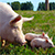 Rosselnadzor: Two focuses of African swine fever recorded in Belarus