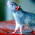 По минскому гипермаркету «Корона» бегают крысы