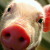 Residents of Biaroza district are threatened with prison for having pigs