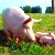 Сельчане с вилами и топорами защищают свиней от ветинспекции