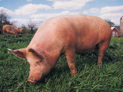Беларусь теряет из-за чумы свиней до $30 миллионов в месяц