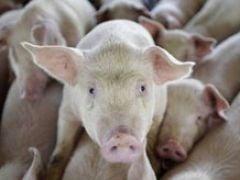Veterinarians cull 600 hogs at private farm