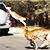 Антилопа спаслась от разъяренных гепардов на внедорожнике (Видео)