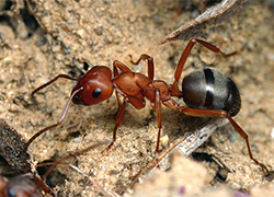 Под Минском нашли гигантский муравейник