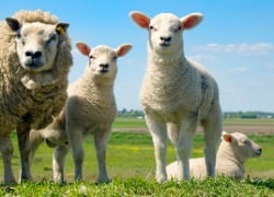 Rusy proposes Belarusians to raise sheep instead of pigs