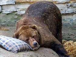 Двое россиян избили до полусмерти медведя, пытаясь пройти в польский зоопарк