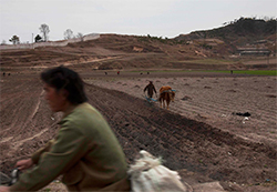 Северная Корея между буйволами и «мерседесами»