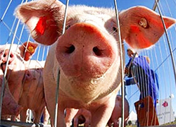 Минск скрывает информацию об африканской чуме свиней