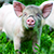 «Белнефтехим» начнет разводить свиней
