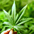 Президент Колумбии одобрил легализацию марихуаны