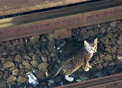 В Нью-Йорке остановили метро ради спасения котят