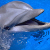 Путин похвалил дельфинов и пожал ласты моржам