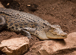 Турист провел две недели «в плену» у крокодила