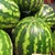 Lukashenka orders to grow melons and watermelons in Palesse